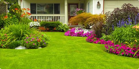 beautiful-lawn-485x241.png