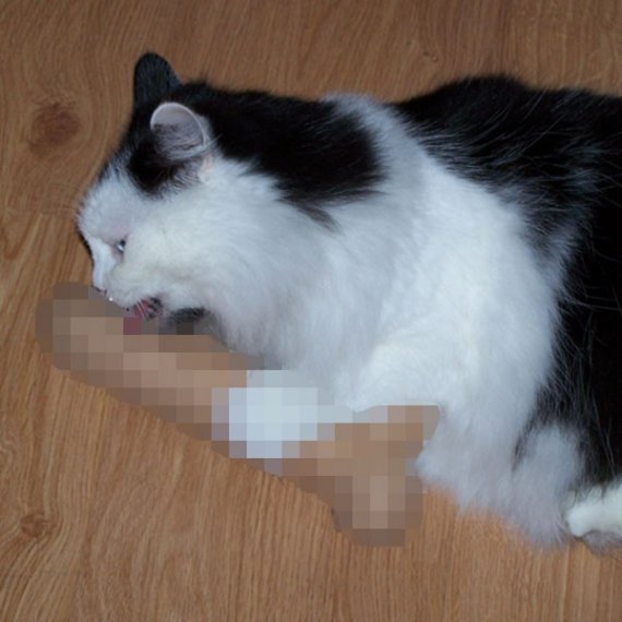 catto2y.jpg