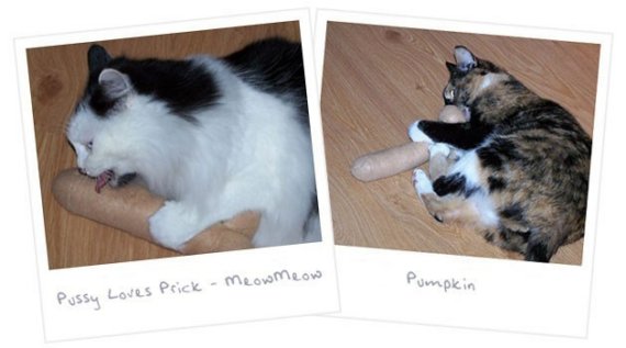 cattoy.jpg