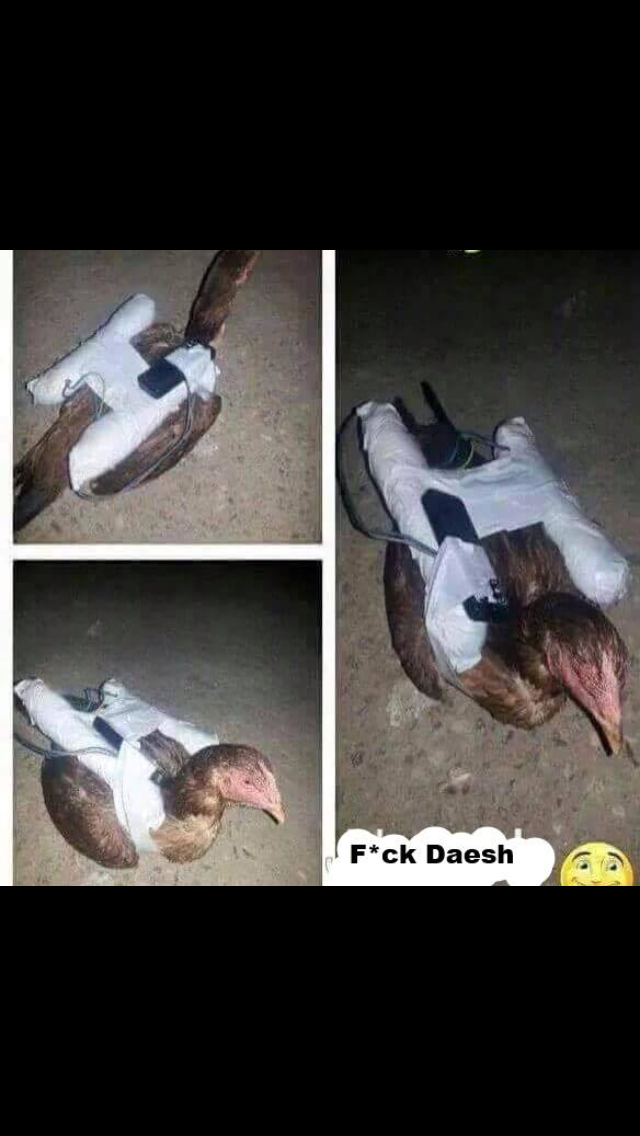chicken1.png