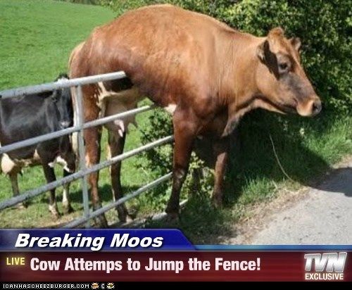 cow fence.jpg