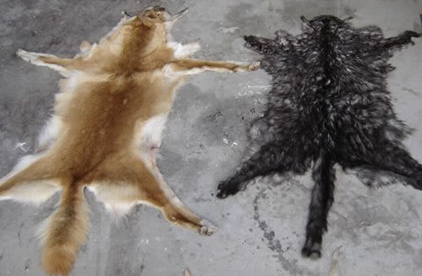 flat-cat1.jpg