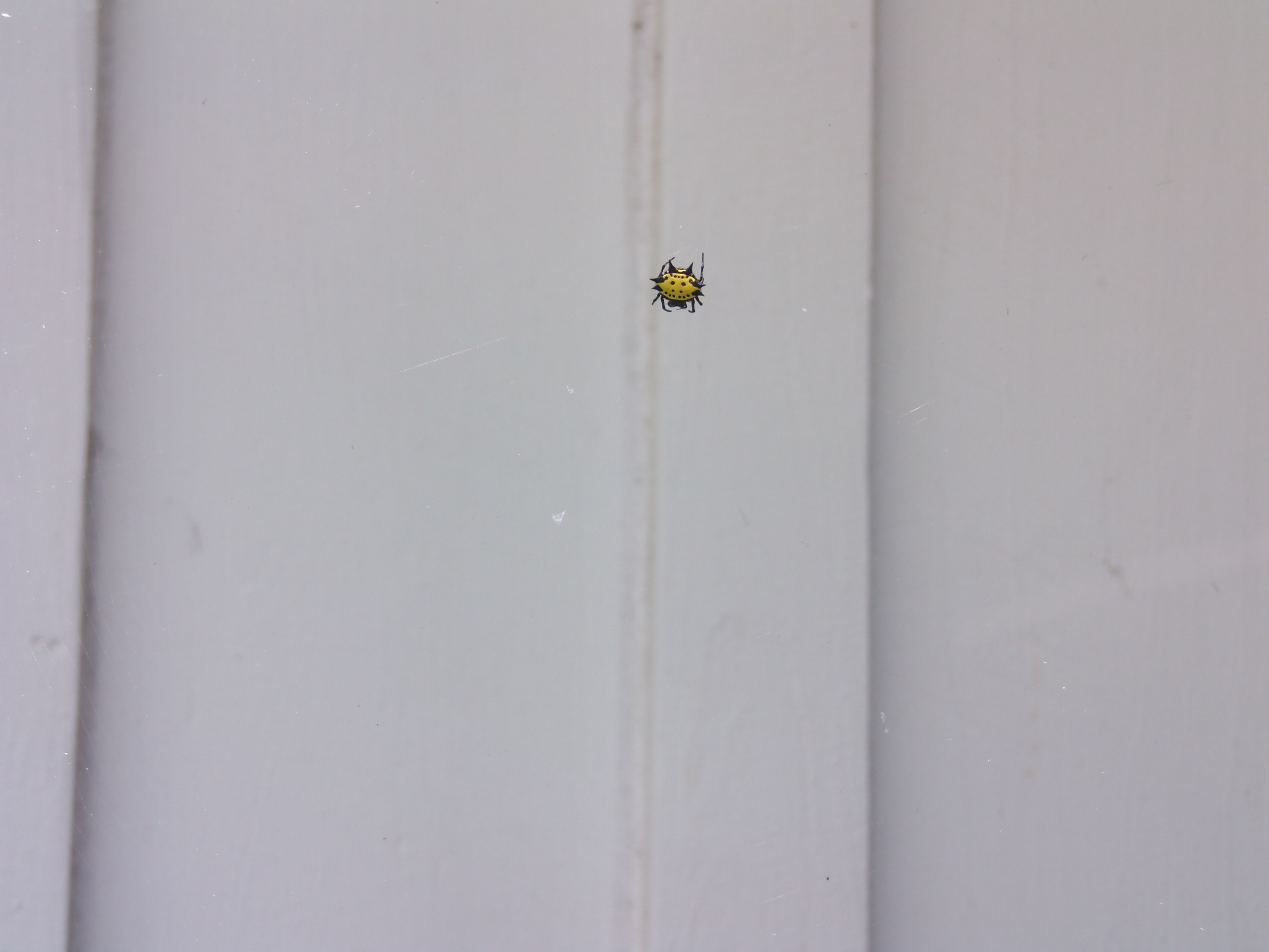 Friendly Spider.JPG