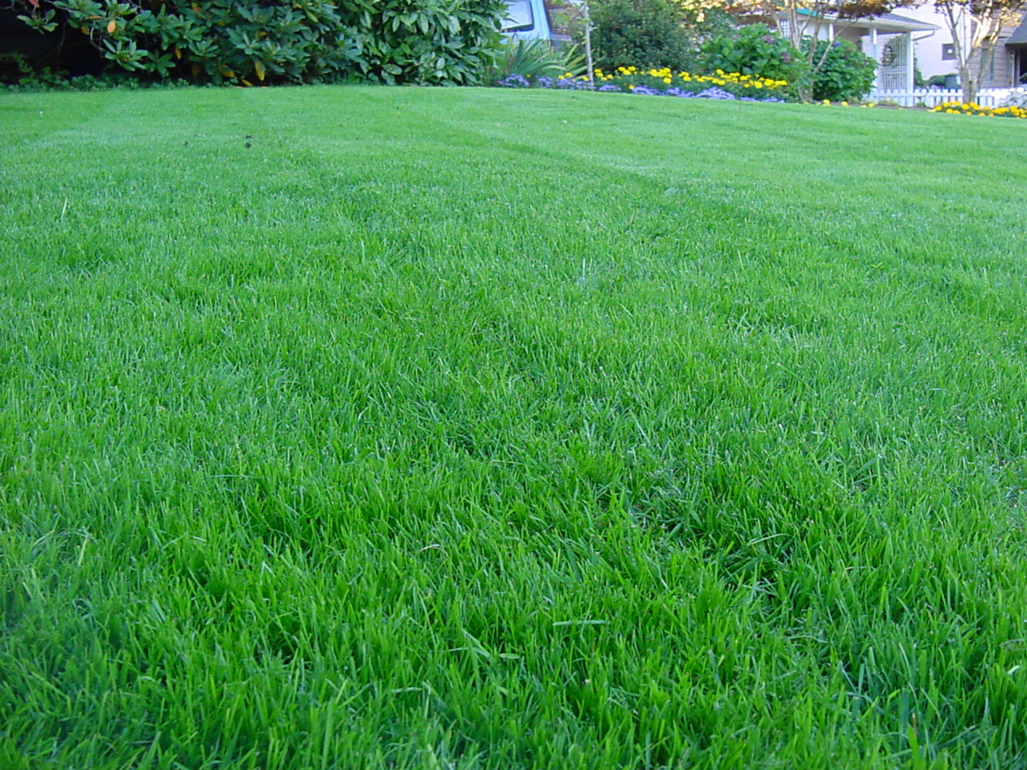 lawn.jpg