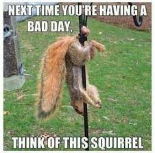 squirrelB.jpg