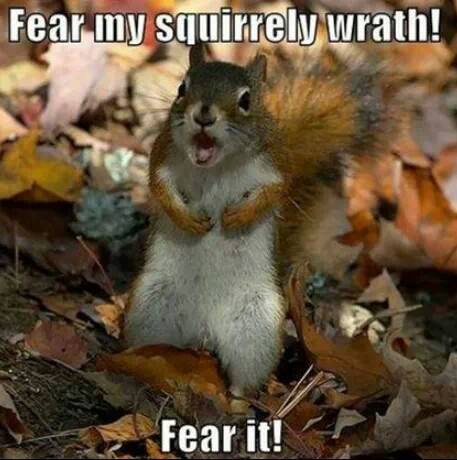Squirrely.jpg