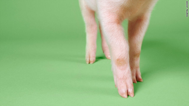 t1larg_pig_leg.jpg