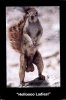 squirrel.jpg