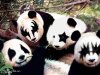 pandas.jpg