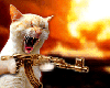 Cat with Ak-47.gif