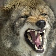 TheCoyoteHunter