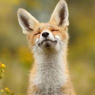 MasterCrowFox