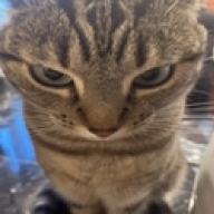 FluffyMeowKitty