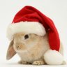 SantaBunny