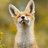 MasterCrowFox