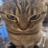 FluffyMeowKitty